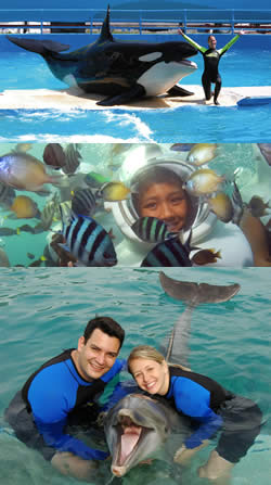 Enjoy the Miami Seaquarium Florida while you wait for your flight. Miami Seaquerium Florida